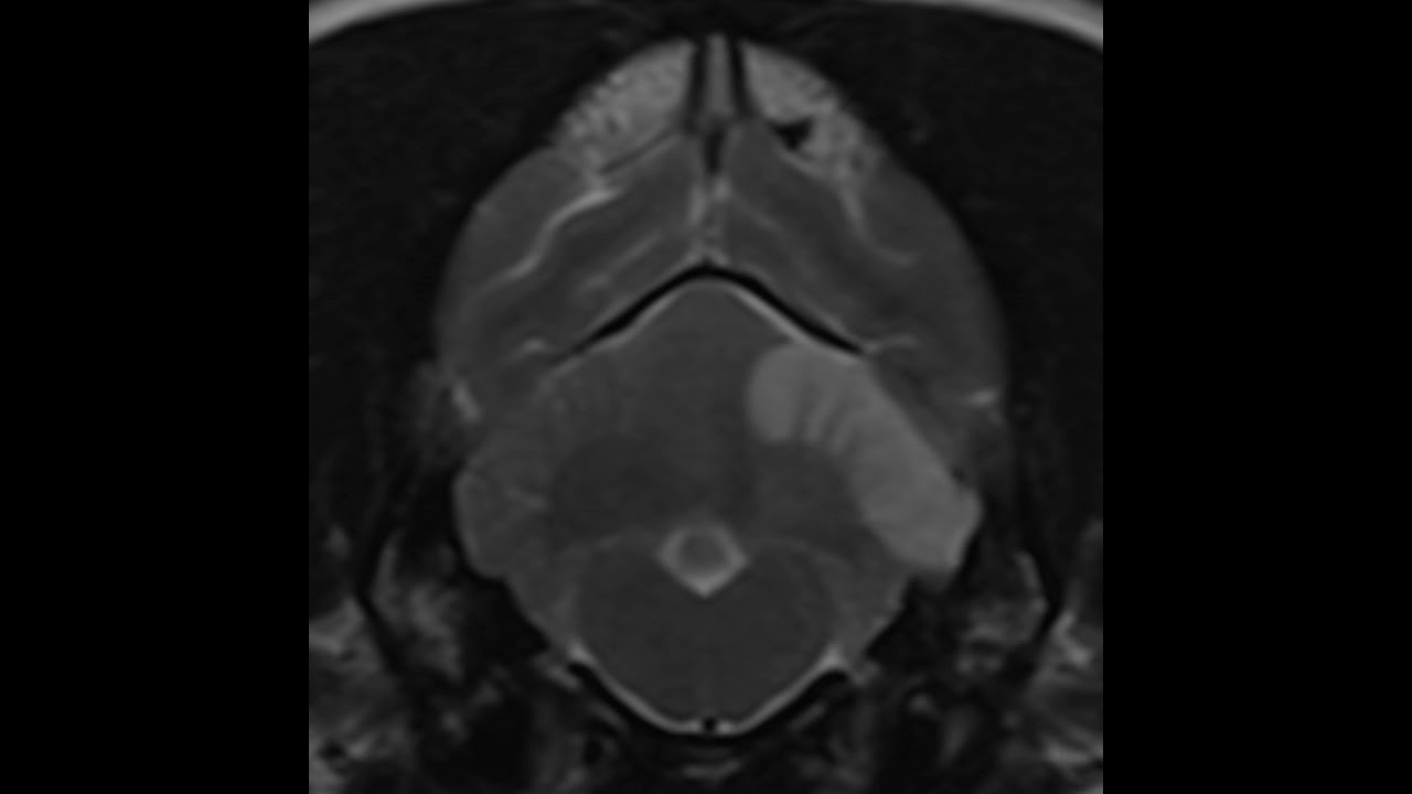 Concurrent diseases, long-term outcome, and post-stroke epilepsy with canine ischemic stroke.