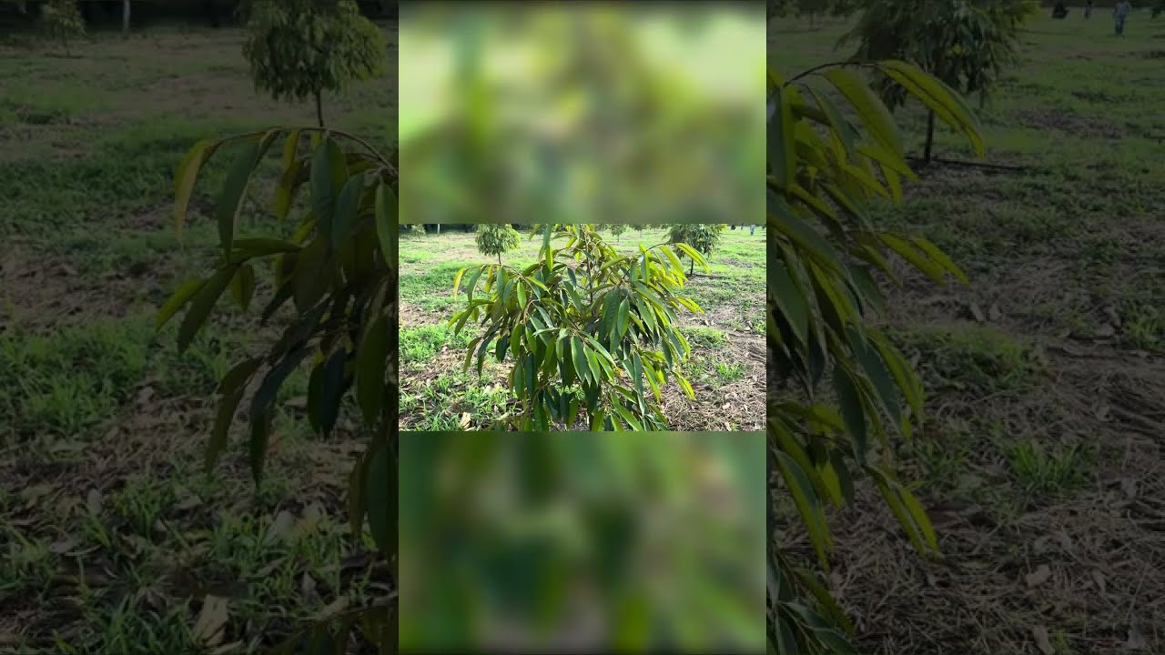 #ដំណាំទុរនេ 