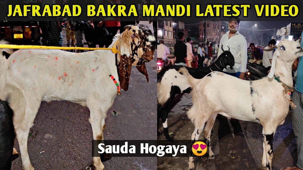 Jafrabad Bakra Mandi 2021 | Delhi Bakra Mandi 2021 | Bakra Mandi 2021 Delhi | Bakra Mandi Delhi 2021