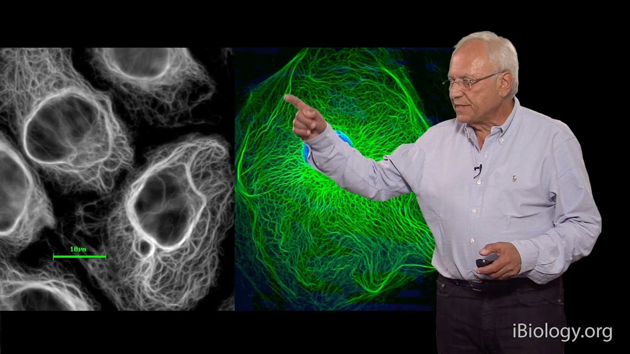 Robert Goldman (Northwestern U/MBL) Part 1: Cytoskeletal Intermediate Filaments