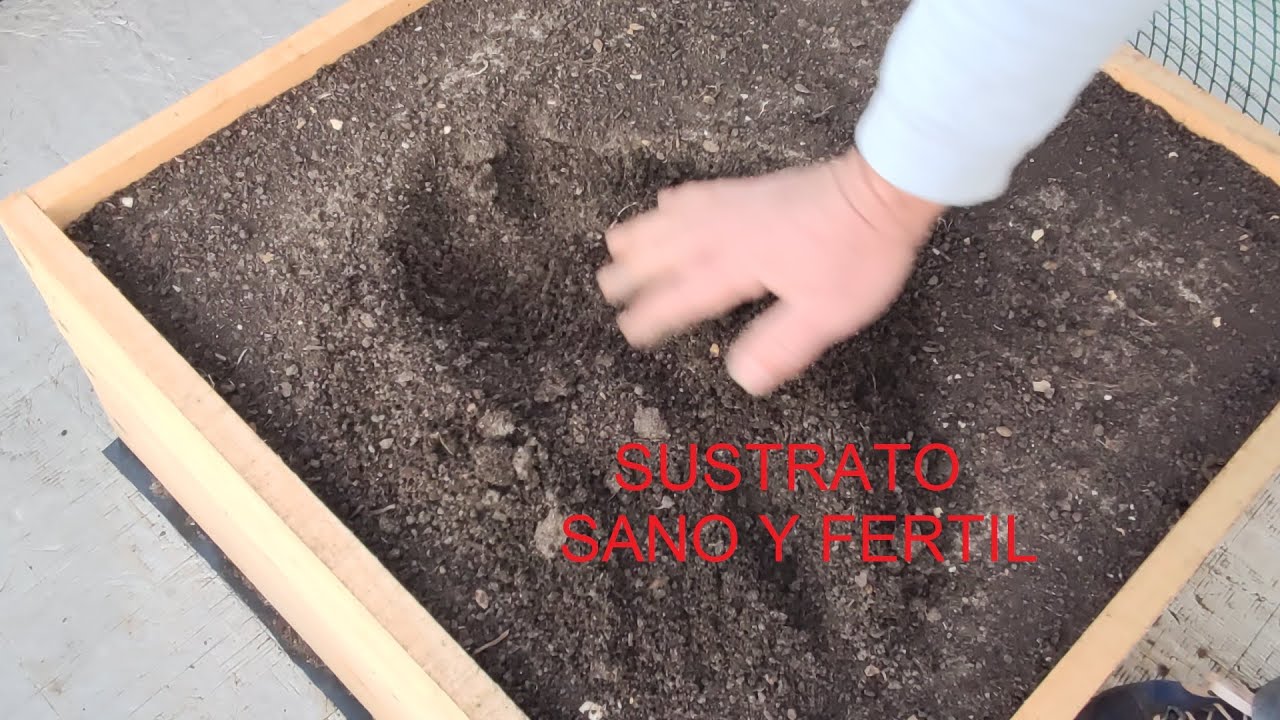 PORQUE MUEREN LOS PLANTONES AL TRASPLANTAR
