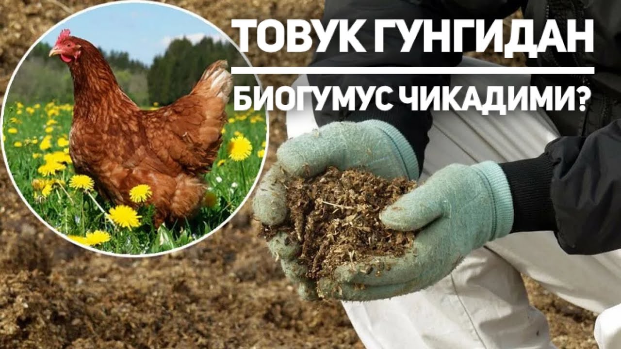 Товук ва умуман кушлар тезагини/гунгини биогумусга ишлатса булади ми? Пётр Плеханов, BIOGUM.uz