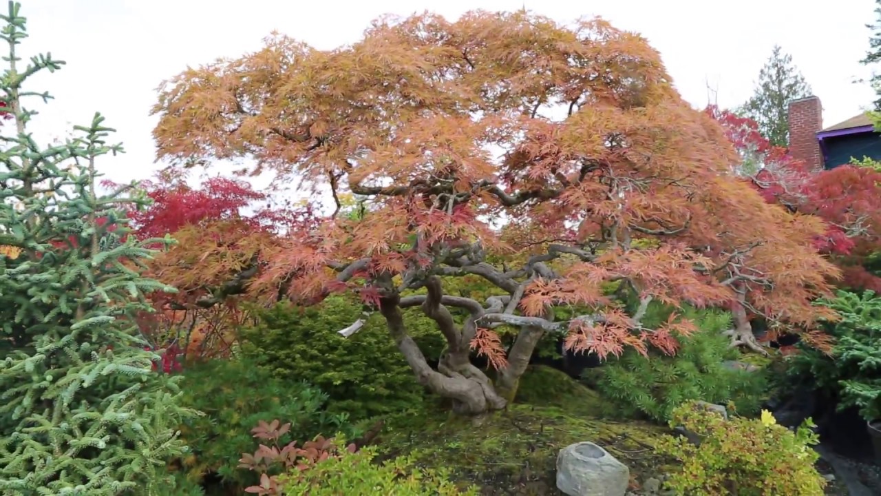 The most incredible Japanese maples orange pink and red - Amazing Maples