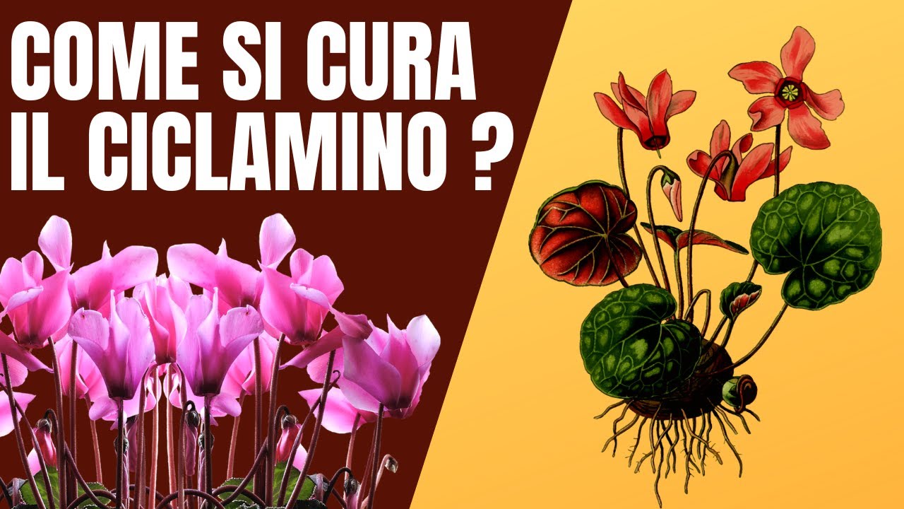 Come bagnare e curare il ciclamino