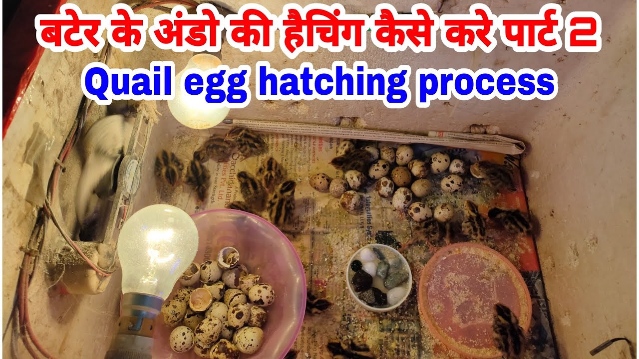 बटेर के अंडो की हैचिंग कैसे करे पार्ट 2 | quail egg hatching process part 2,  7385247018
