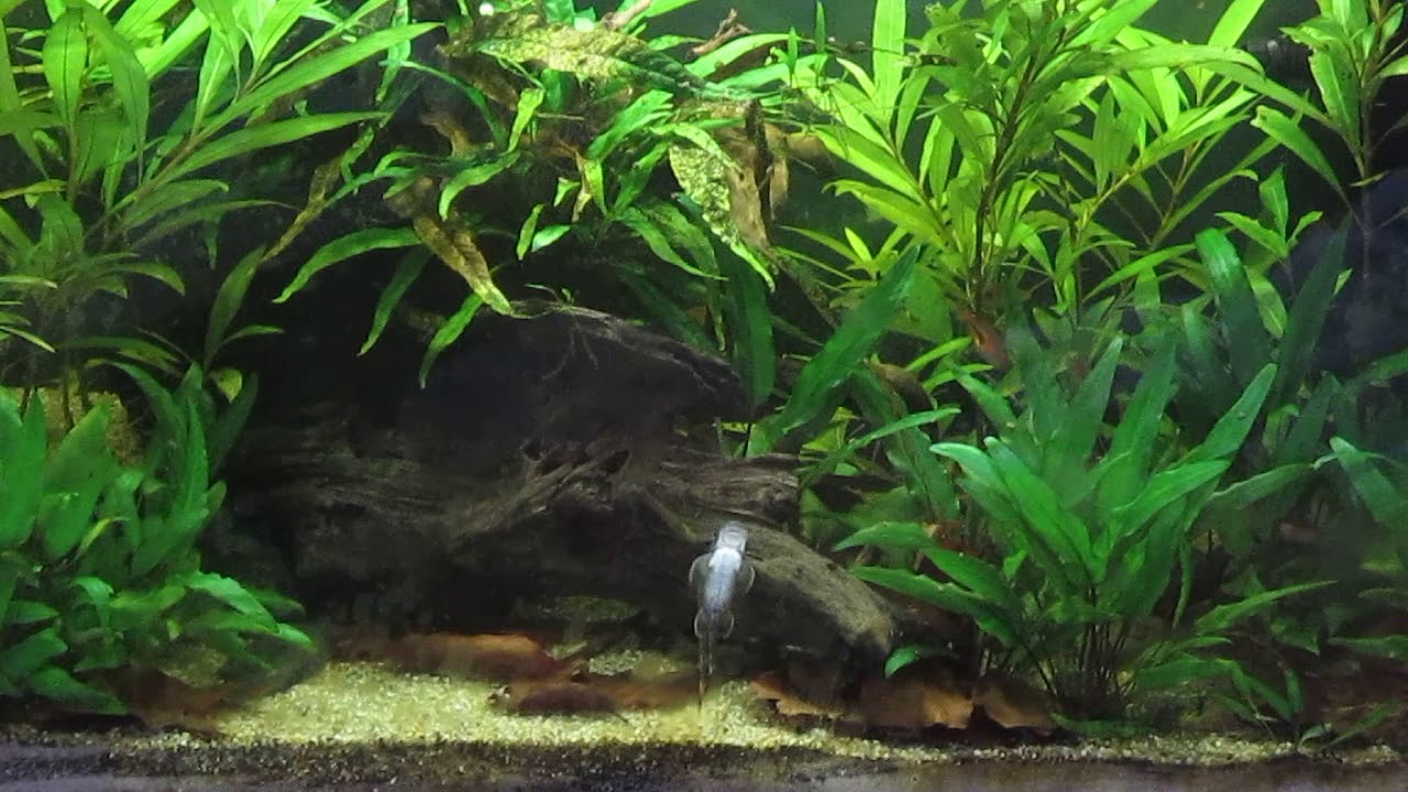 Asienbecken