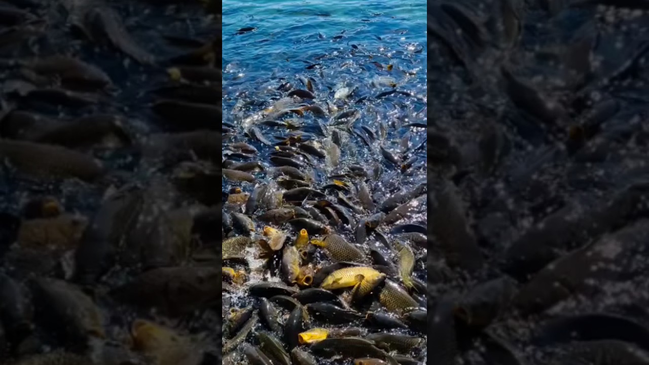 New fishing video | nature               