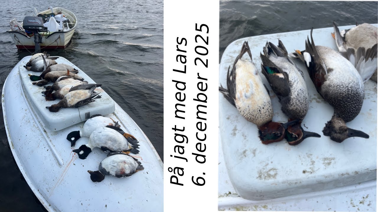 Aften  og morgentræk 29.11 og 06.12.2025