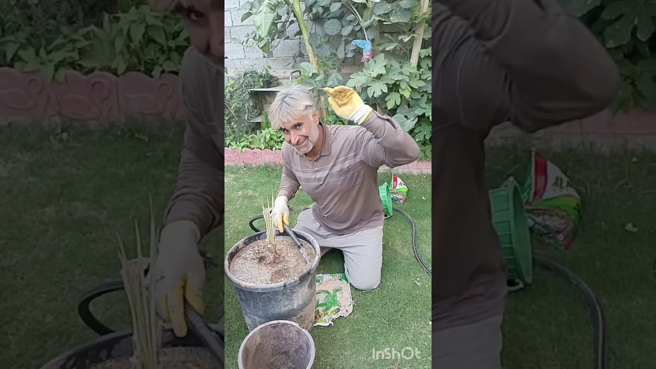 زراعة النخل