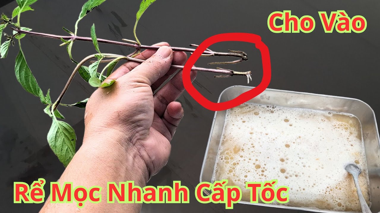 Cho Vào Nước Này Rể Ra Nhanh Hơn Râu Mọc. Cách Giâm Cành Ra Rể Nhanh Cấp Tốc