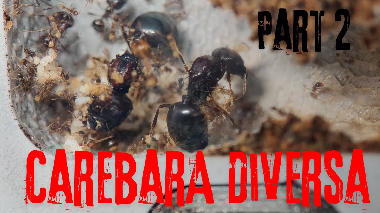 Carebara Diversa часть 2 (The Ant Merchant)(Asian Marauder Ants) (4K)