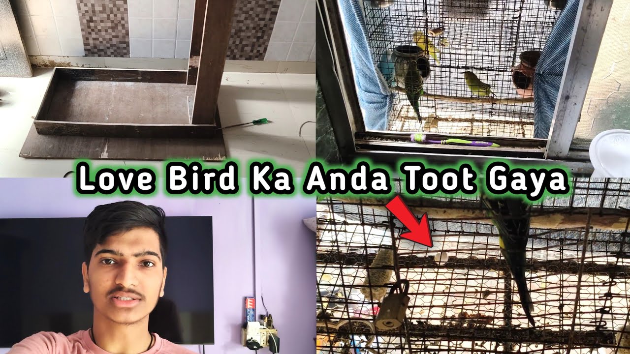 Love Bird Ka Anda Toot Gaya//🥚🥚Table Ban Gaya //#MoinNawazVlogs #dailyvlogdailyvlog