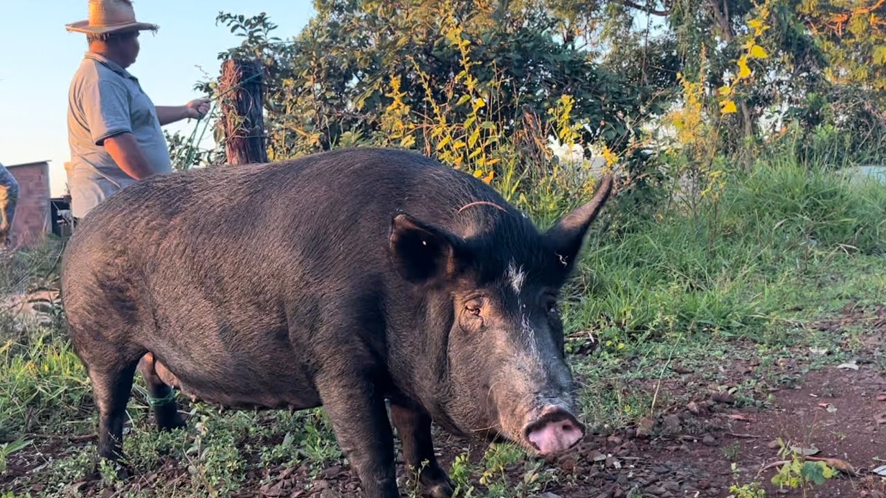 A PORCA QUE DEU O PESO DE UMA VACA