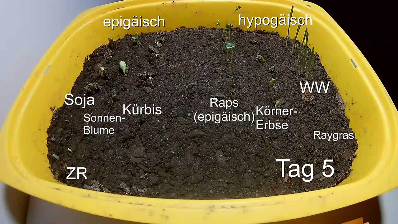 Keimung hypog&auml;isch oder epig&auml;isch
