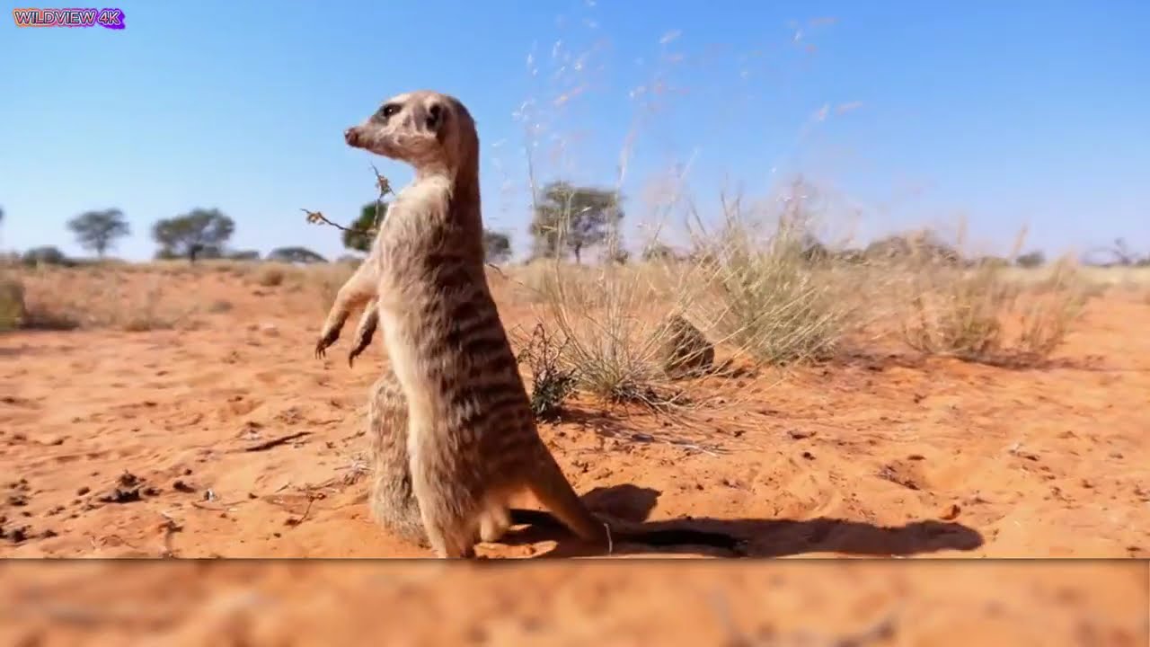 Wild Africa: The Fierce Predators of the Savannah | Survival & Hunting Documentary | Wildview 4K