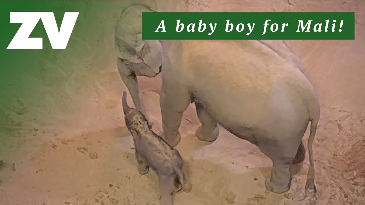 Melbourne Zoo's exciting calf birth with Asian Elephant, Mali!