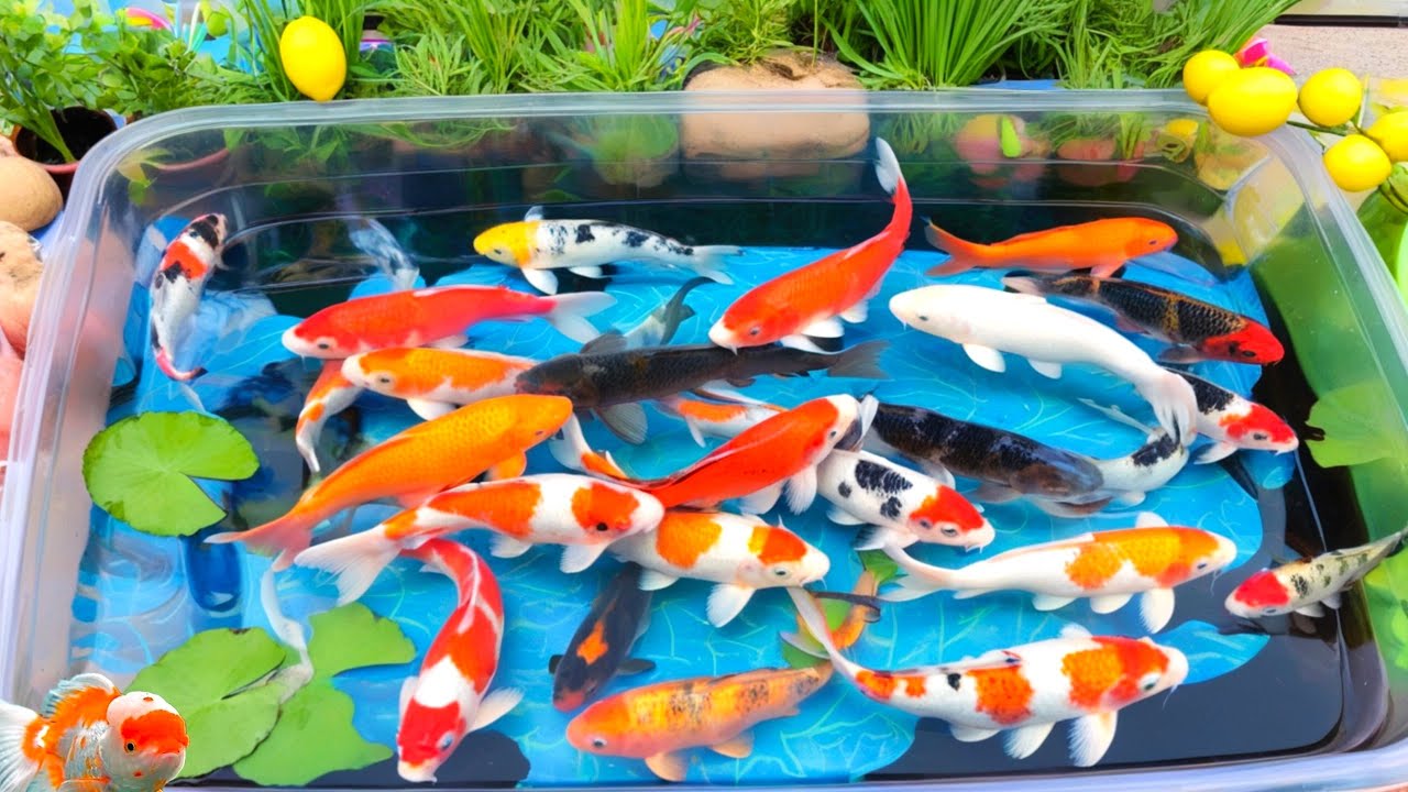 Unboxing IKan Hias Warna Warni,Ikan Cupang,Ikan Koi,Ikan Komet,Ikan Koki,Kura Kura Brazil,Gupy