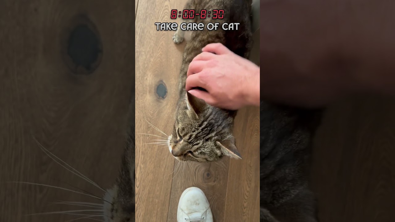 Day in life of a pet sitter: cat sitting edition
