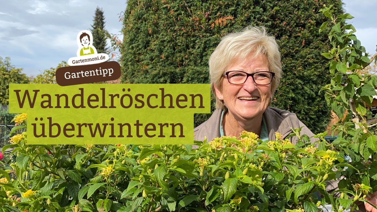 Wandelröschen überwintern - Möglichkeiten, um Wandelröschen sicher durch den Winter zu bekommen