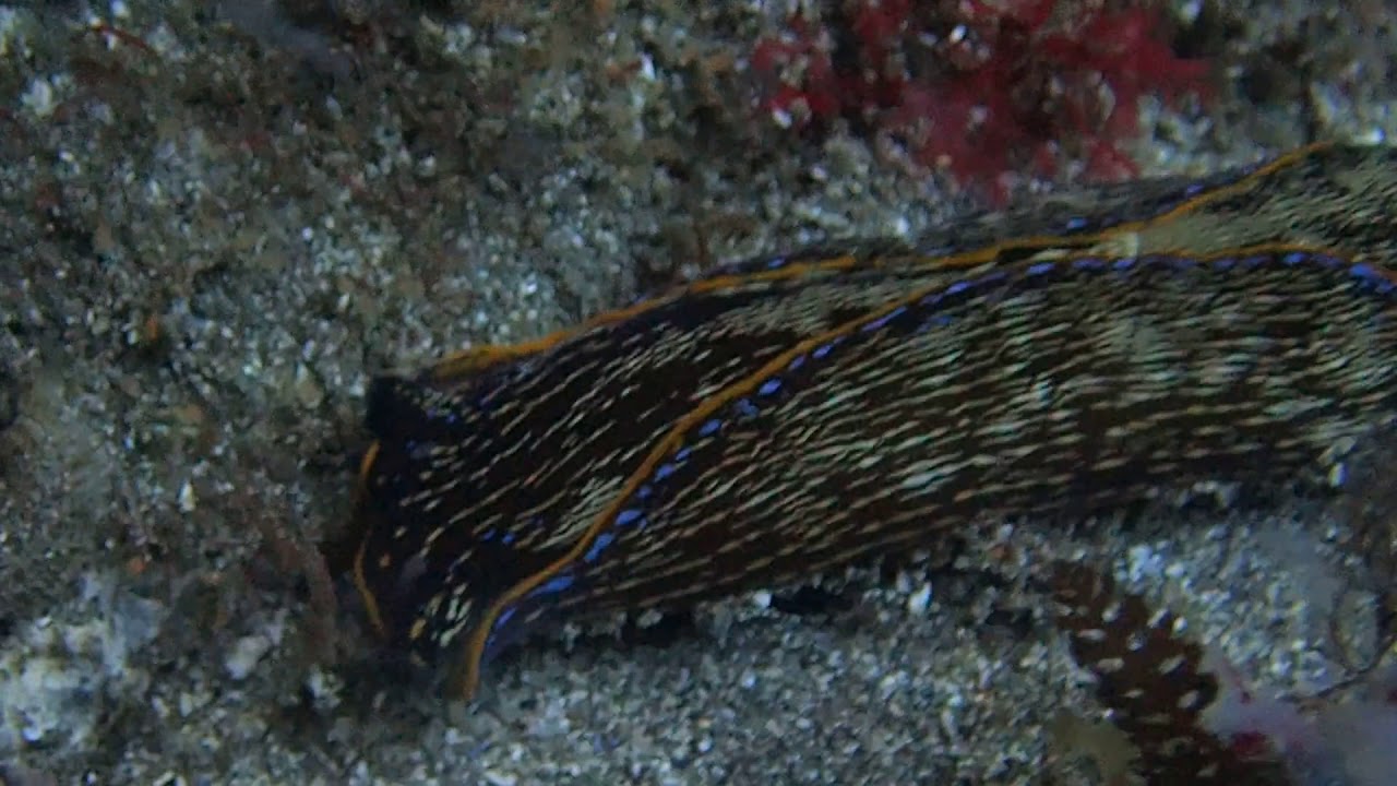 Navanax at Anacapa 2