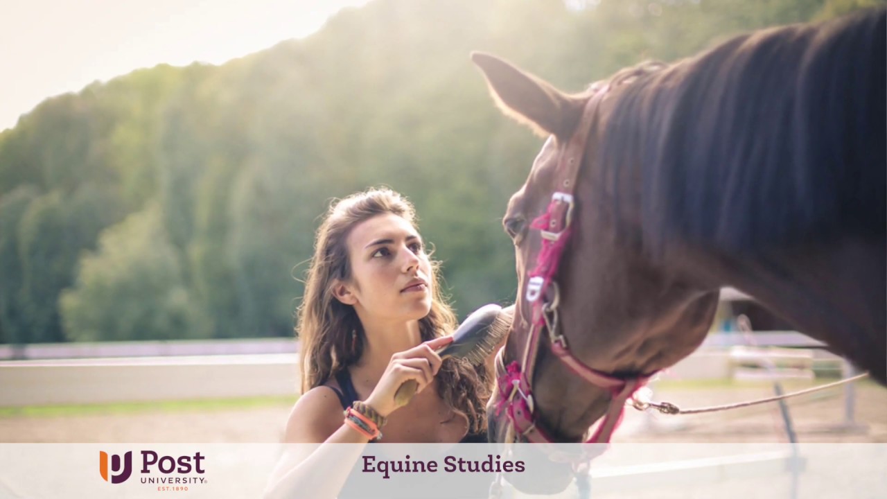 Equine Studies | Post University