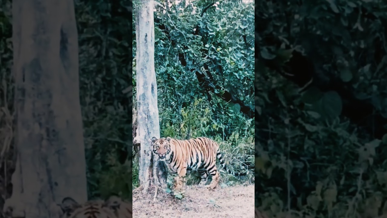 Bandhavgarh Tiger Reserve||Jungle Safari me Tiger ki Bumper sighting hui||wildlife sanctuary 