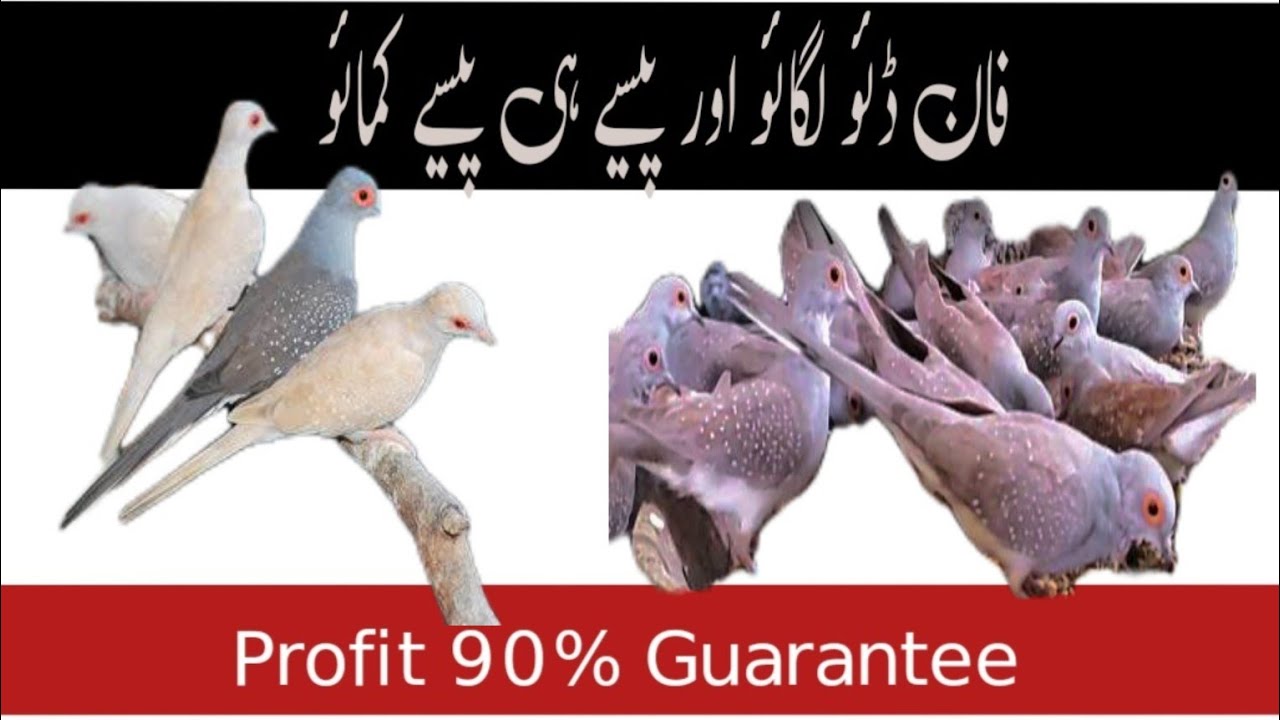 Complete Information and Breeding Tips of Red Dove