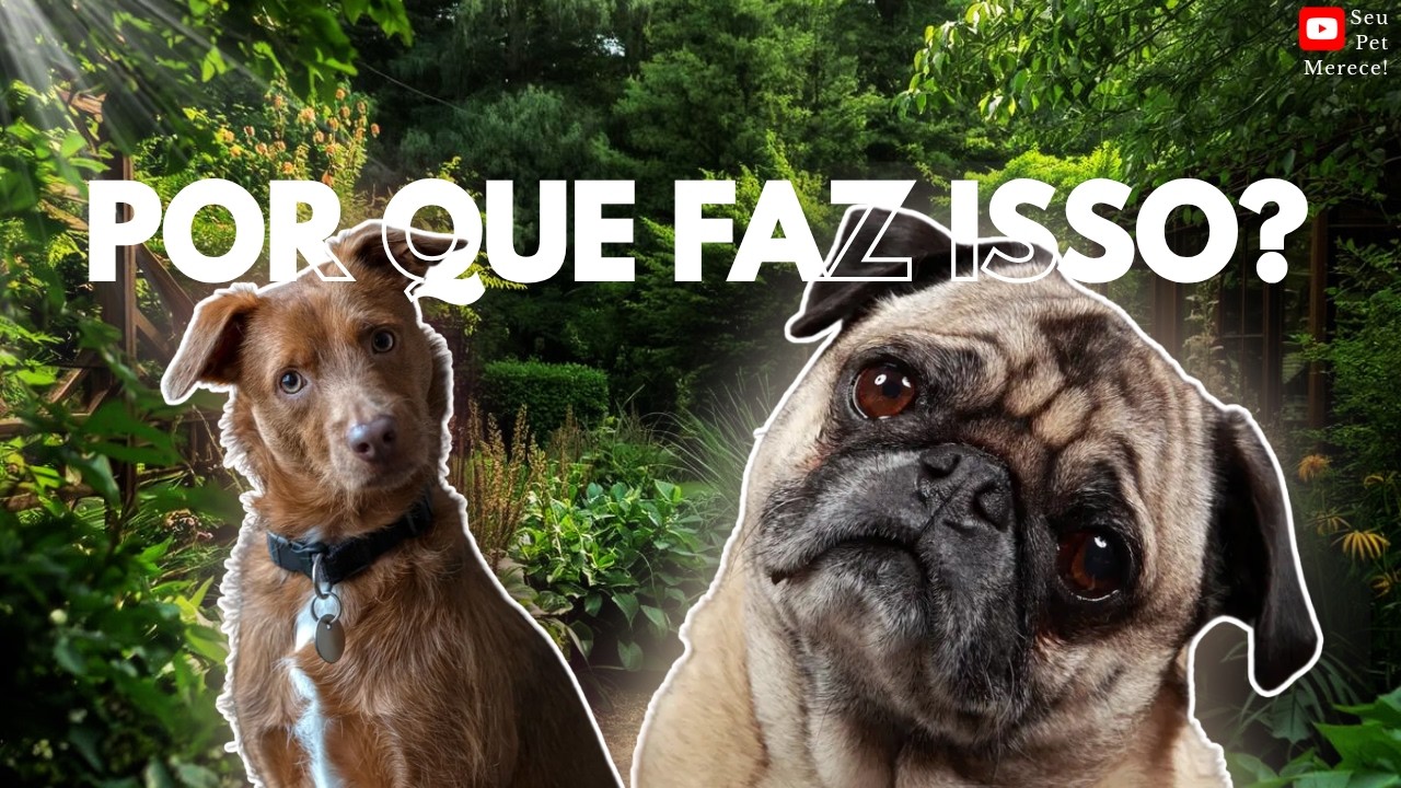 SE SEU PET FAZ ISSO… TEM UM MOTIVO QUE QUASE NINGUÉM SABE