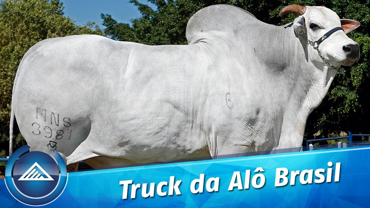 Truck da Alô Brasil