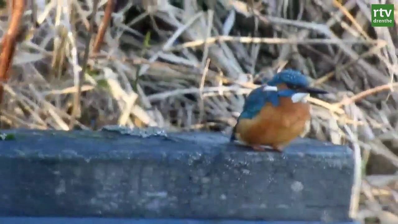 Poserende ijsvogel | Wildcam