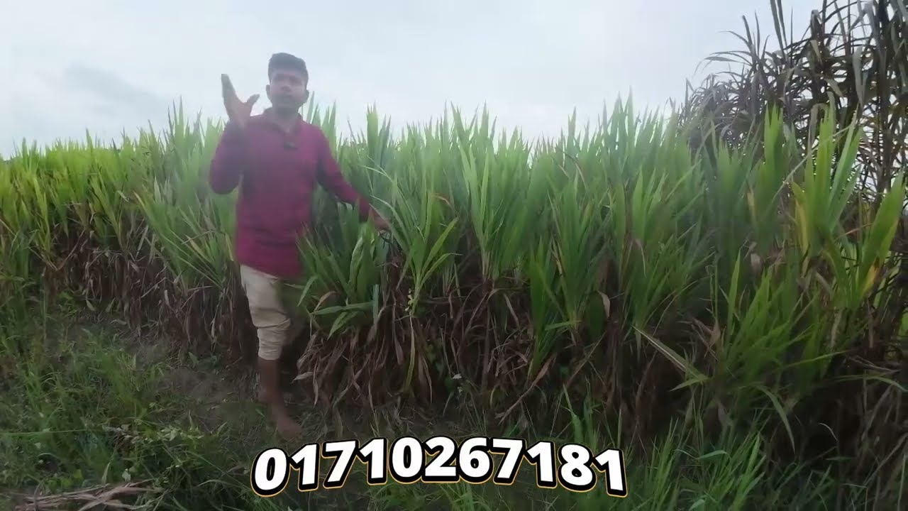 ইন্দোনেশিয়ান স্মার্ট নেপিয়ার ঘাস চাষের পদ্ধতি | গরু মোটা ও দুধ বাড়ানোর আদর্শ ঘাস