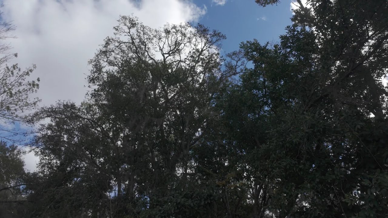 Still World ASMR | Early Afternoon Trees & Clouds 🌤️ 1 Hour of Outdoor Ambience