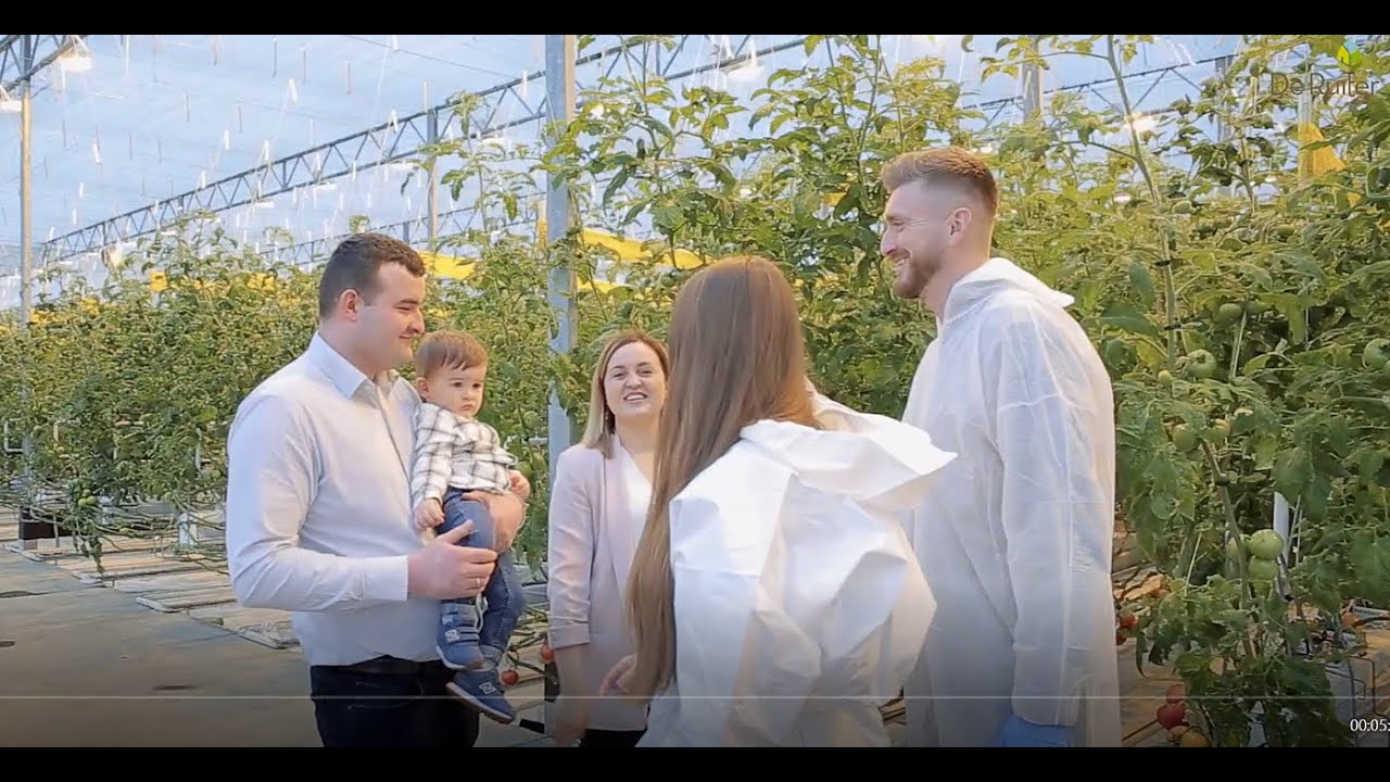 HortiWizja - Pomidory malinowe szczepione 1/1, uprawa z doświetleniem w gospodarstwie Piotra Kulika