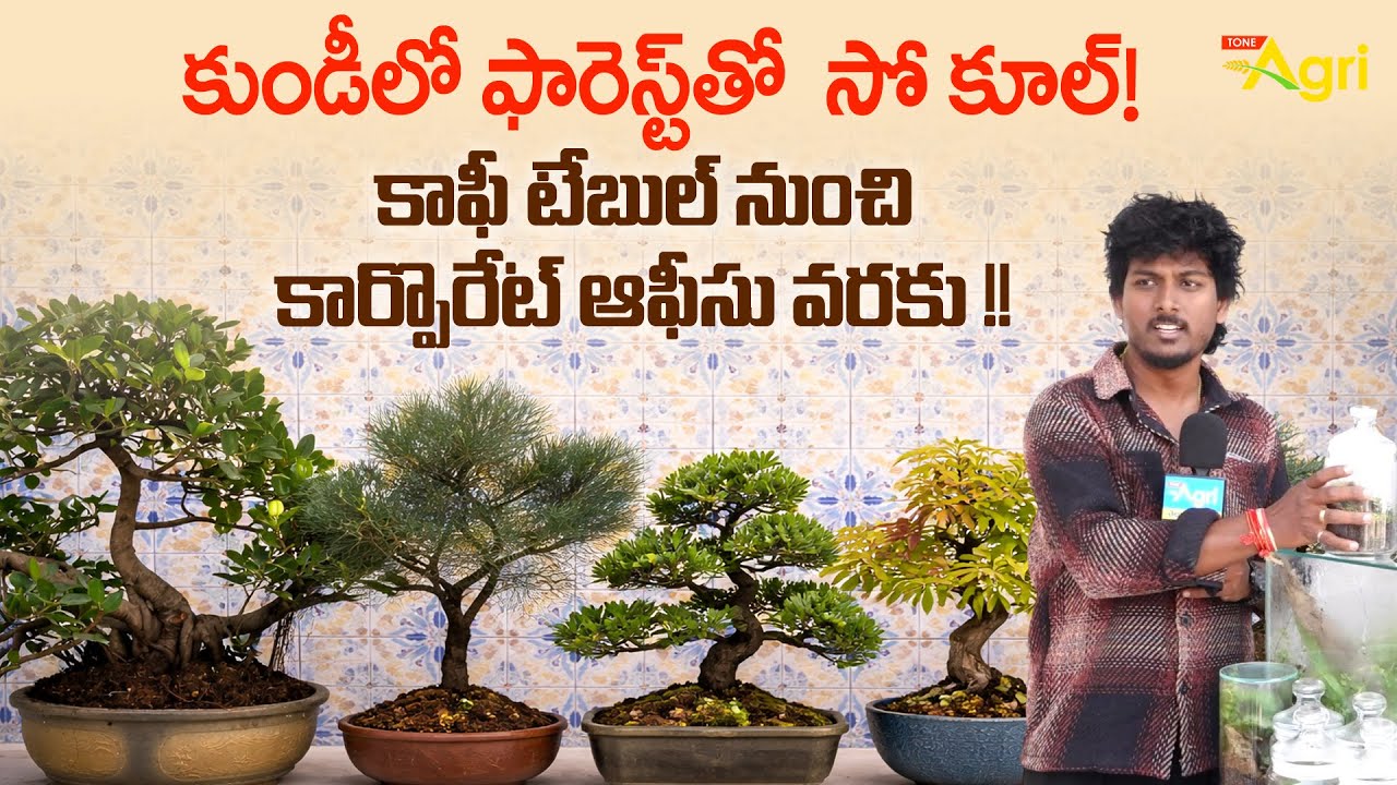Terrarium Plants | కుండీలో ఫారెస్ట్‌తో సో కూల్..! కాఫీ టేబుల్ నుంచి.. Grand Nursery Mela | Tone Agri