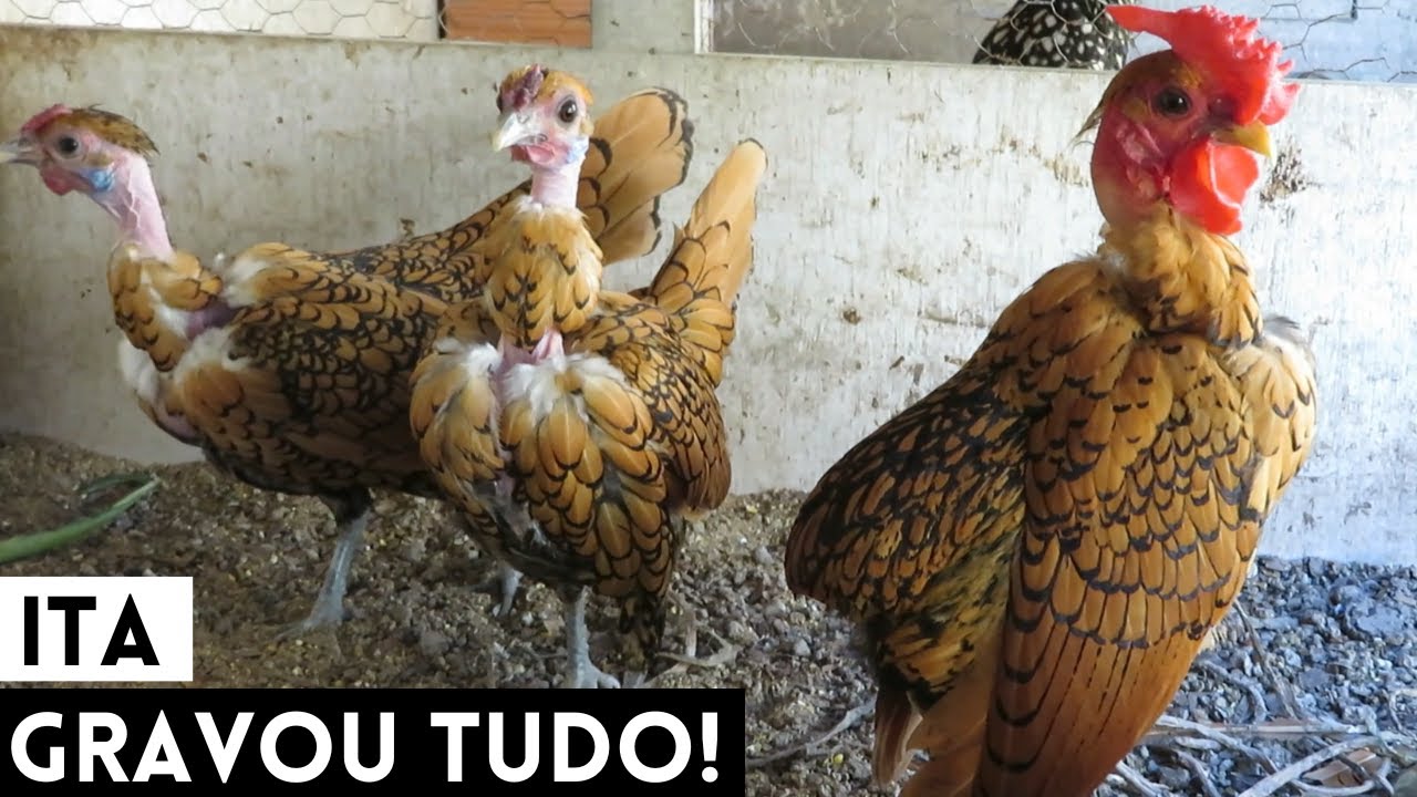 Atualização da nossa criação | Coração Campeiro