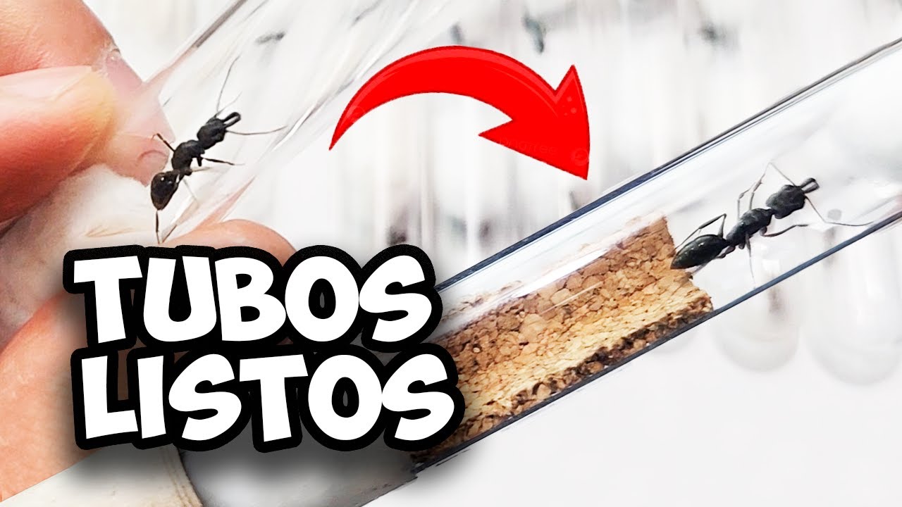 Así comienzan mis colonias: preparación de tubos