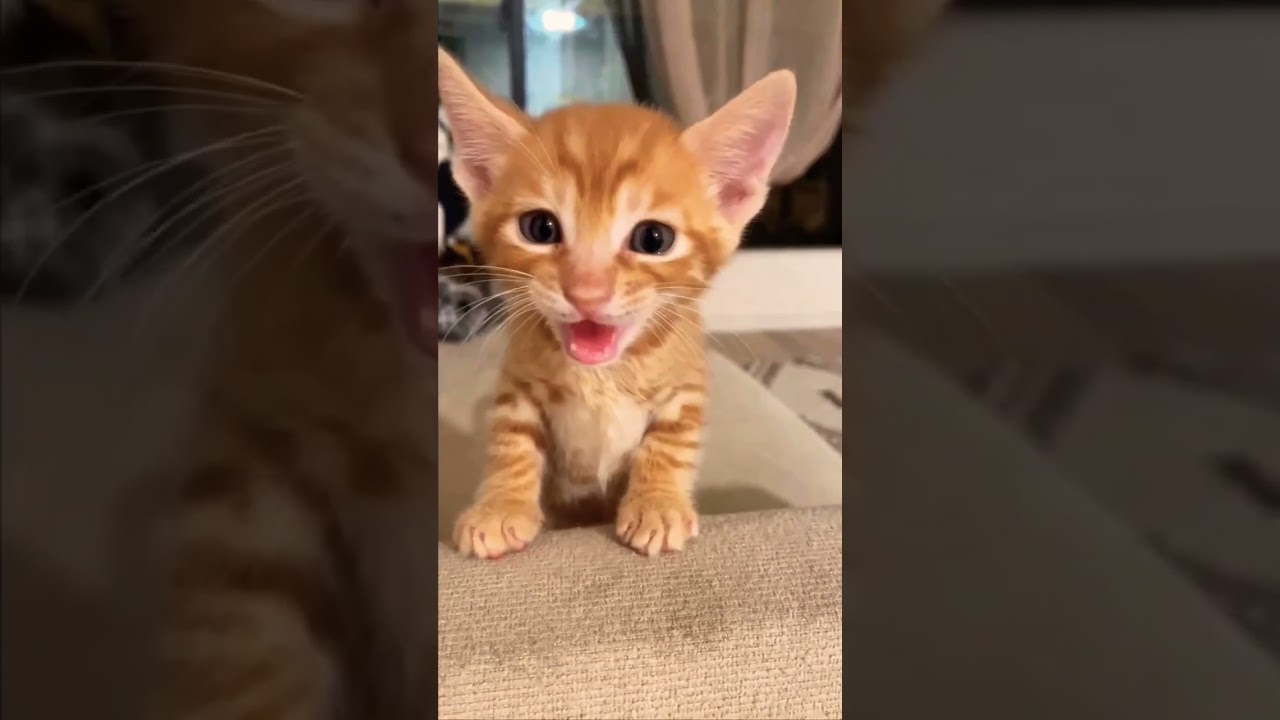 cat speak Meow Cat
