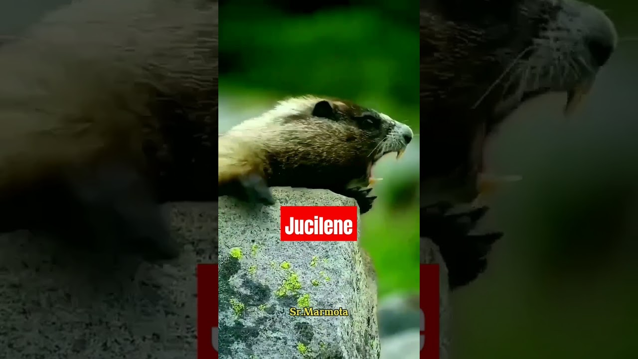 Marmota Chamando Jucilene  #bia #chamando  #humor #comedia #rir  #risada #rindo #funny #funnyanimal