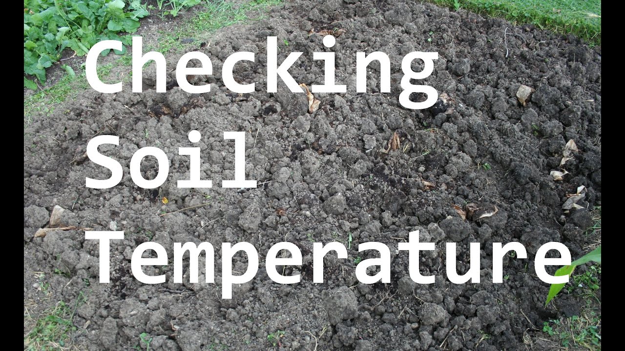Importance of Checking Soil Temperature Before Planting - Quick Tip