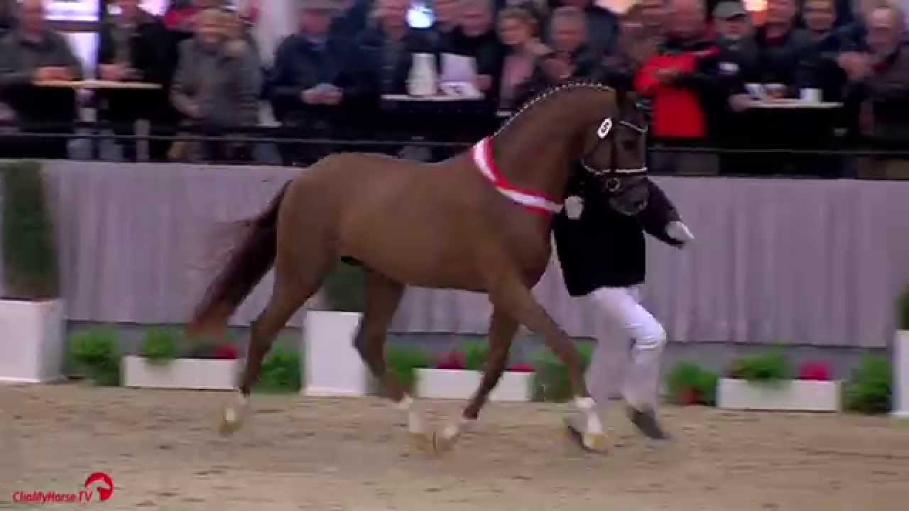 Siegerhengst Dressur | Boston (NLD) x Fidermark | Westfälische Körung | 2014
