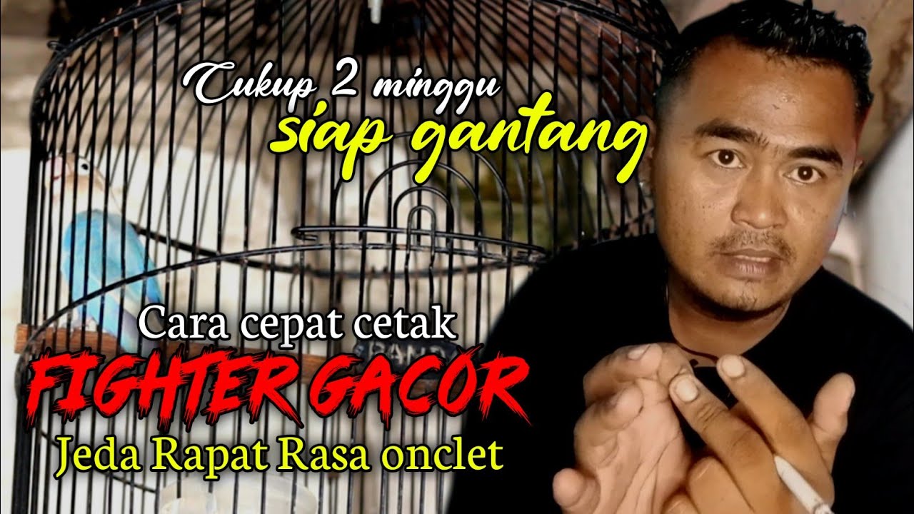 Cetak lovebird betina fighter gacor jeda rapat rasa konslet