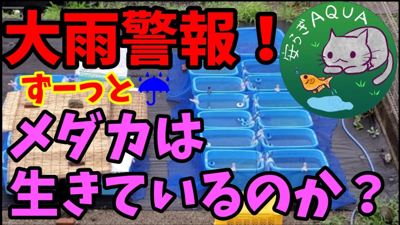 大雨特別警報級！メダカ屋外飼育の針子稚魚は生きているのか？流されていないのか？【2020年梅雨】大雨対策万全か？ブラックダイヤ.スーパー魔王改！一週間ずーっと雨！安らぎAQUAちゃんねる