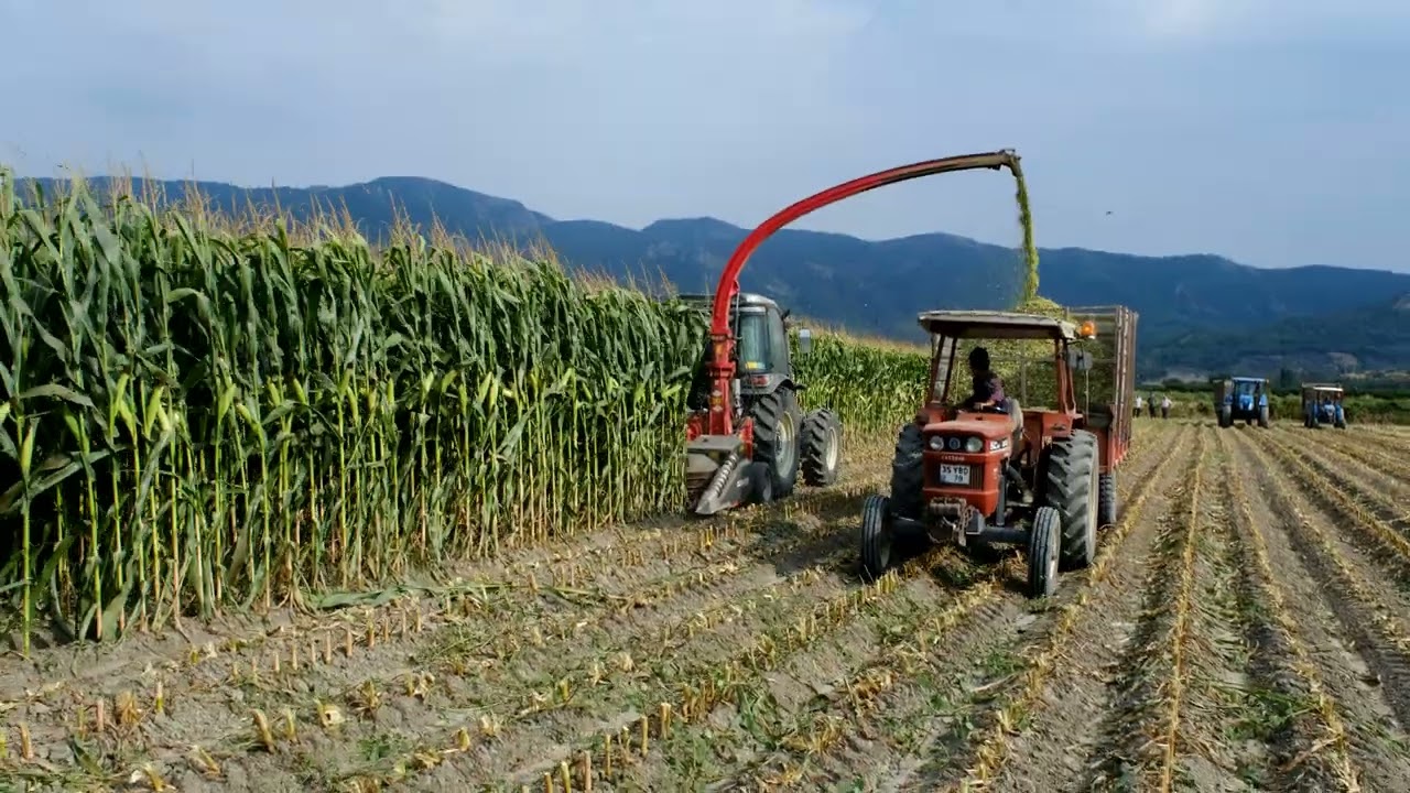 &Ouml;zbudak 3 Row Forage Harvester x 110hp Hattat tractor pure maize chopping.