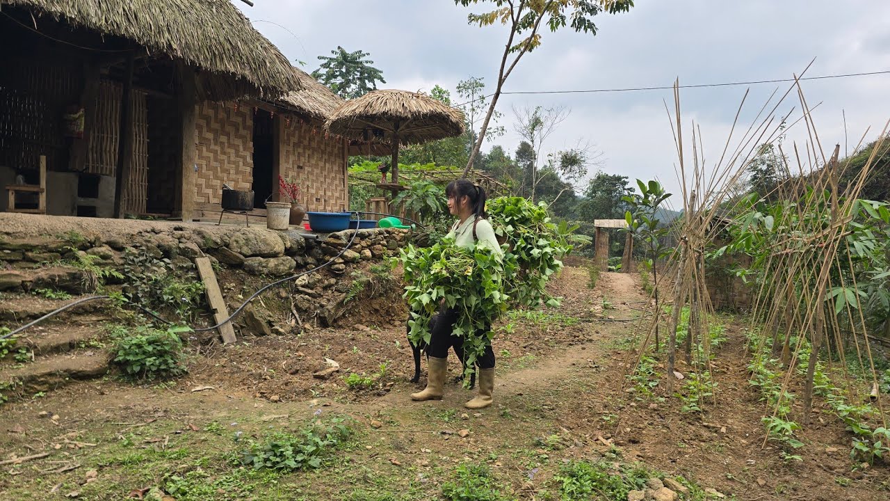 create bean frames. Grow sweet potatoes for animal feed | Tiểu Liễu-17 year old