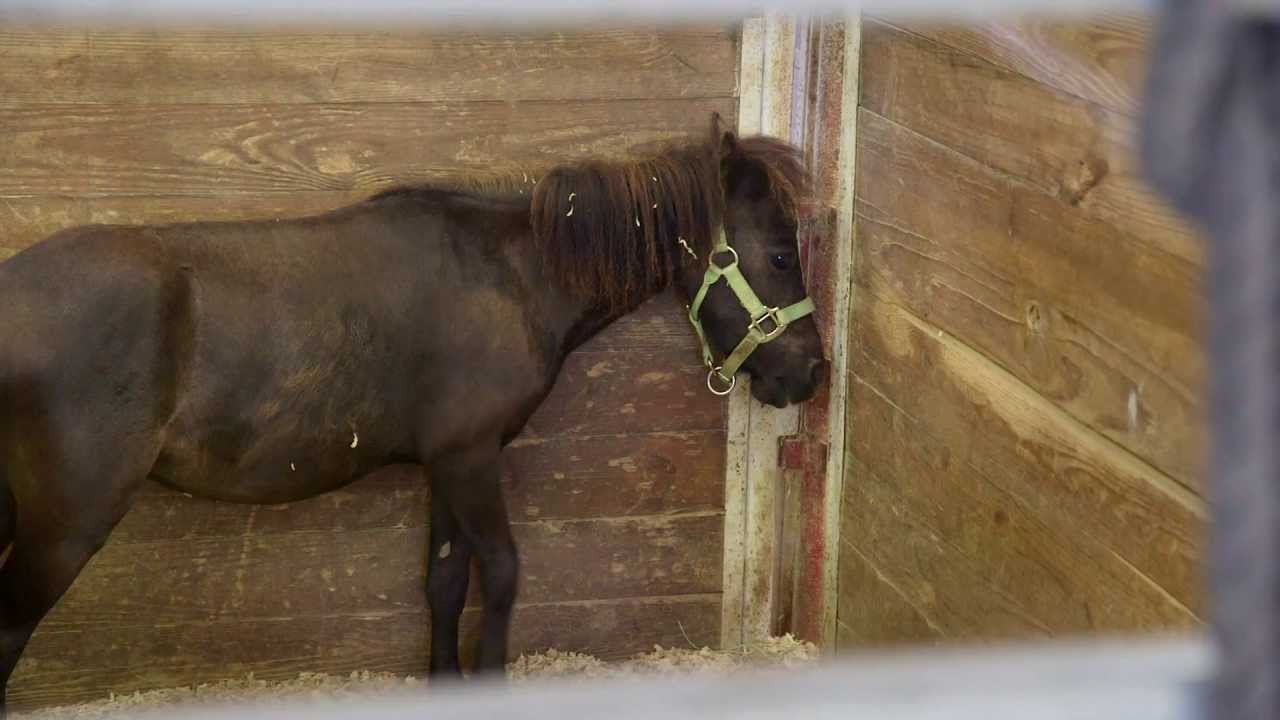 2014 Tennessee Horse Rescue