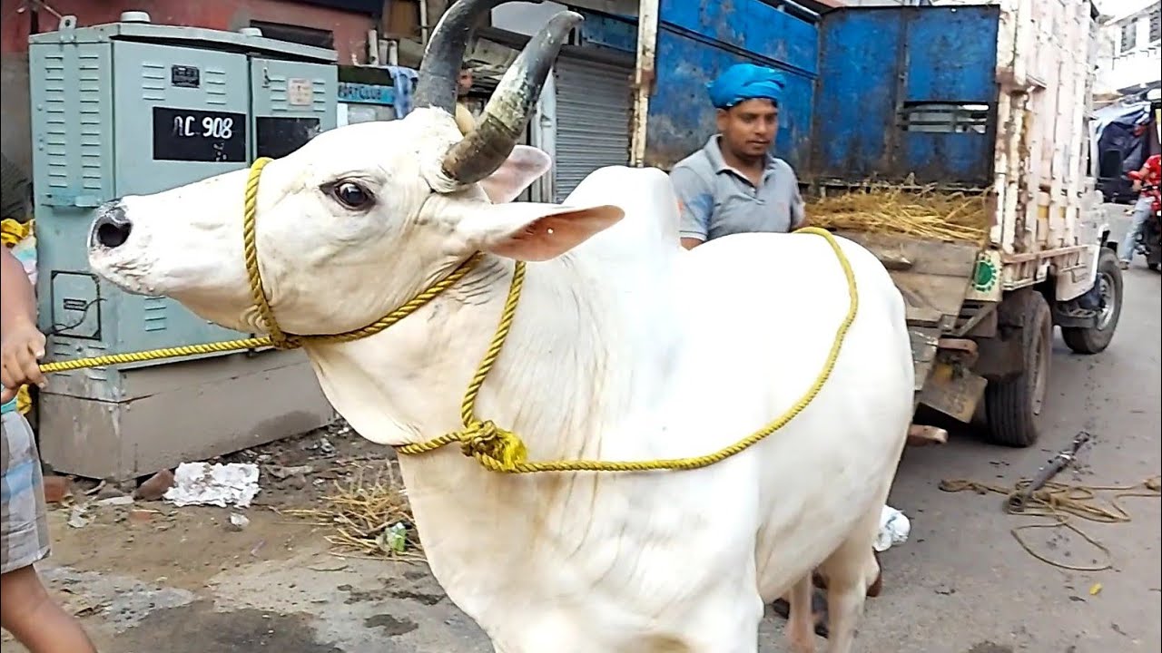 Alam Shahbaz Belgachia Balloon Cow Loading & Unloading from Rahul Ghosh Cattle 😍 Kolkata Cow 2020 😍😍