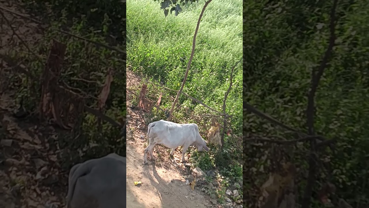 l see white colour cow 🐮🐄