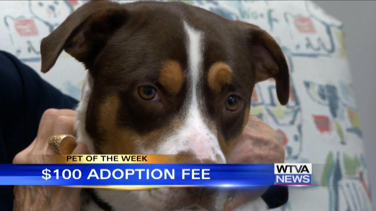 Pet of the Week - Shirley