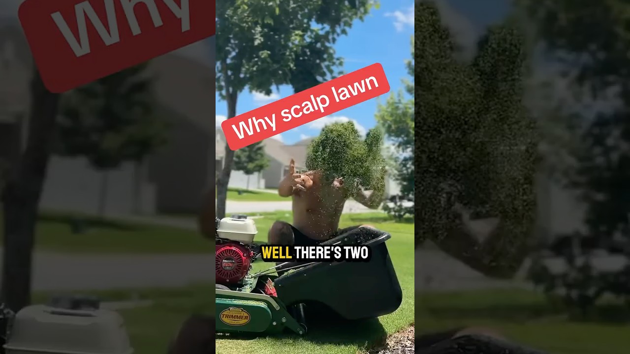 I scalped my lawn