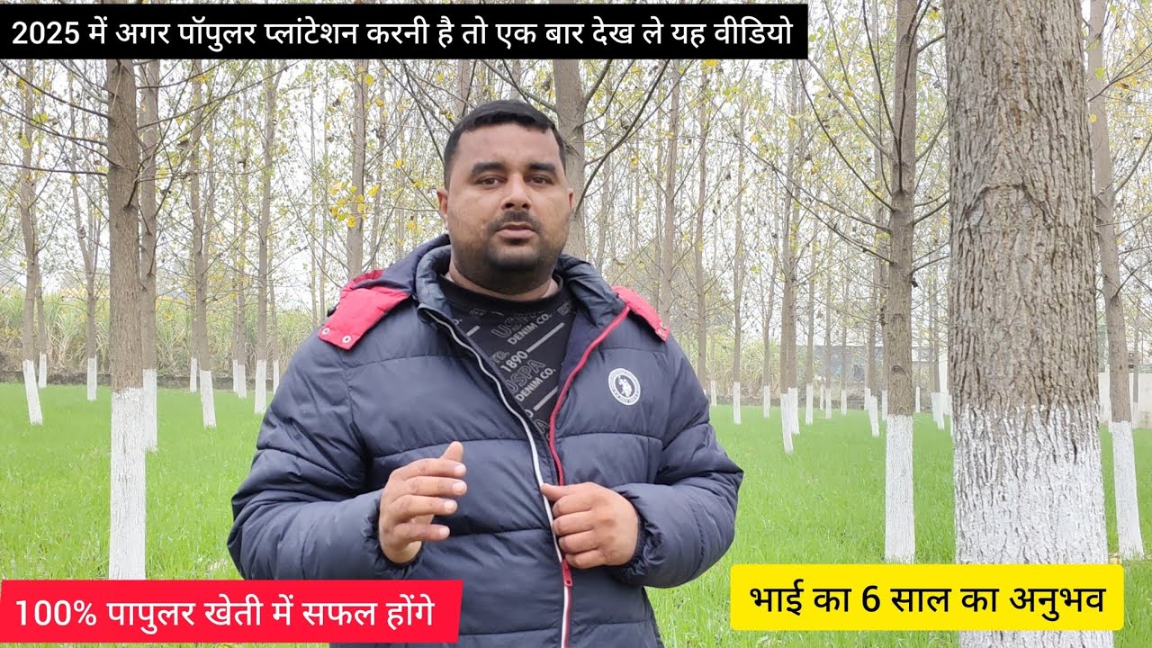 गन्ने की खेती छोड़ किसान ने शुरू की पॉपुलर की खेती। क्यों होते हैं इस खेती में किसान फैल जानिए